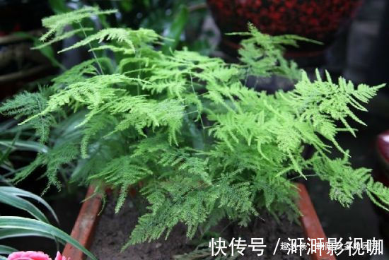 叶子|养文竹避开“4个坑”，不黄叶不徒长，郁郁葱葱长满花盆