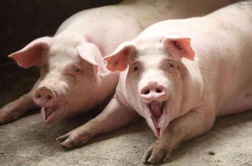 瘦肉精|猪身上最脏的器官，内含大量寄生虫，大多人却不知道，还经常吃！