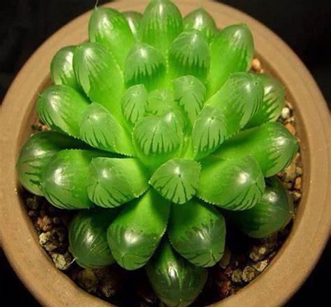 养花试试这款，选择的阴凉处一定要通风得当