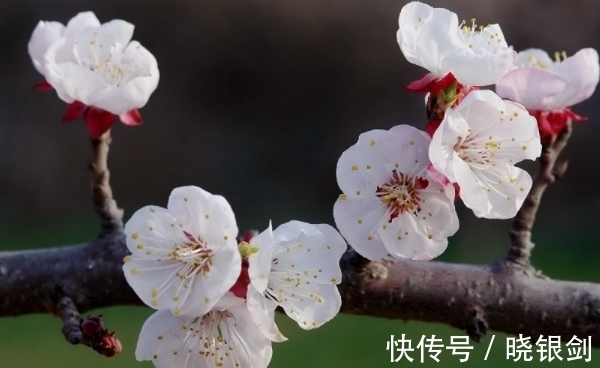 生肖兔|9月10号开始，运势直线上涨，桃花旺盛，把握机会，攀登人生高峰