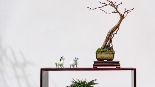 嫁接是盆景造型中的一种方法，玩盆景，就要学会这几种嫁接方法