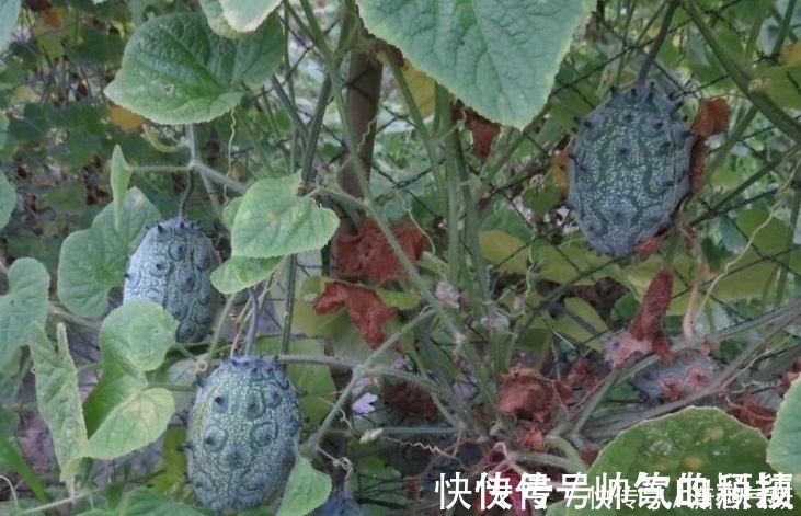 野果|农村这野果长得像流星锤,一言不合就自爆,排毒养颜功效杠杠的!