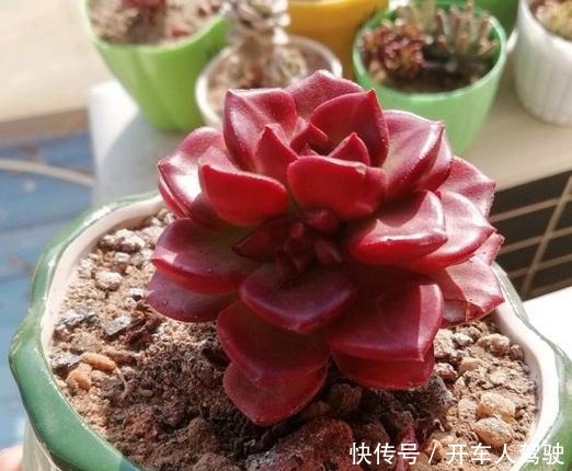 多肉蒂亚一旦上色了，惹人爱，秋季关键点做好，不愁绿焰不上色！