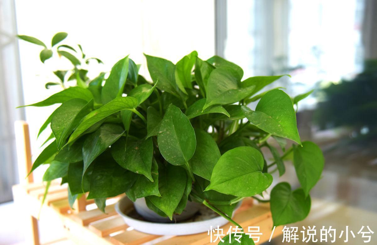 都说绿萝好养,绿萝叶黄枯萎,到底怎么回事