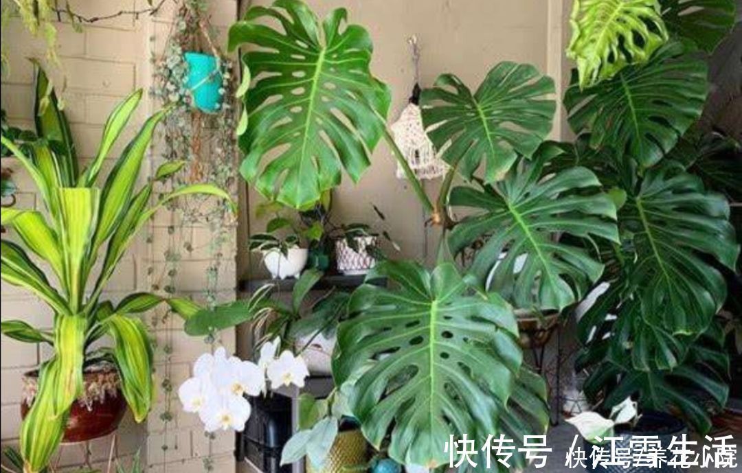 家庭养花有讲究,这三大类花卉,建议别在室内养