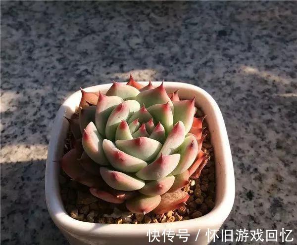 多肉中的美仙子，凭实力排在首榜，不养它是你的损失