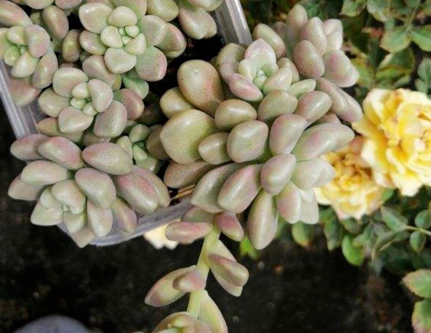 入冬前养多肉,弄懂4个问题,茎叶肥嘟嘟惹人爱