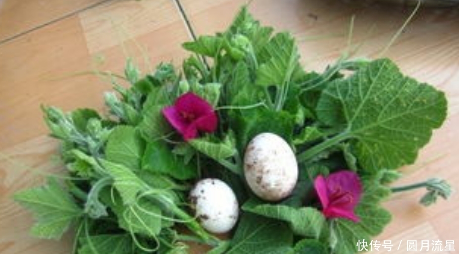 农村|农村喂猪的野菜,预防贫血,排毒养颜,功效多多,你认识吗