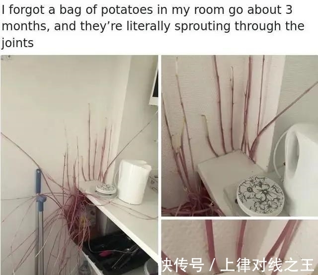 土豆|土豆发芽有多恐怖!26张照片告诉你,它才是这个星球最神奇生物
