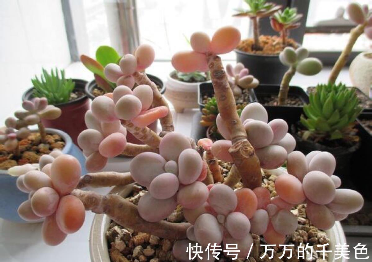 根系|养花试试这款,外形可爱,看着圆润、粉嫩的叶片就是一种享受