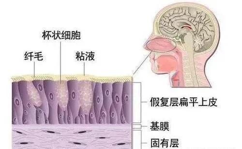  儿童过敏性鼻炎，经常流清稀鼻水，怎么办？