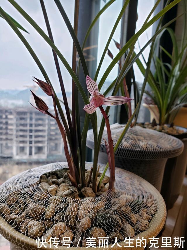 兰花基地不想让你知道的，催芽壮苗技巧！