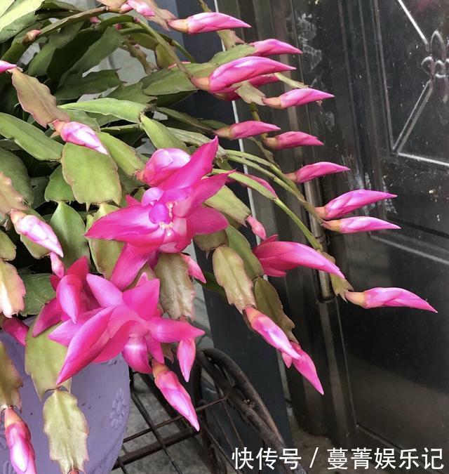 蟹爪兰叶子“软塌塌”?教你做3步,嗖嗖冒新叶,入冬花朵爆盆