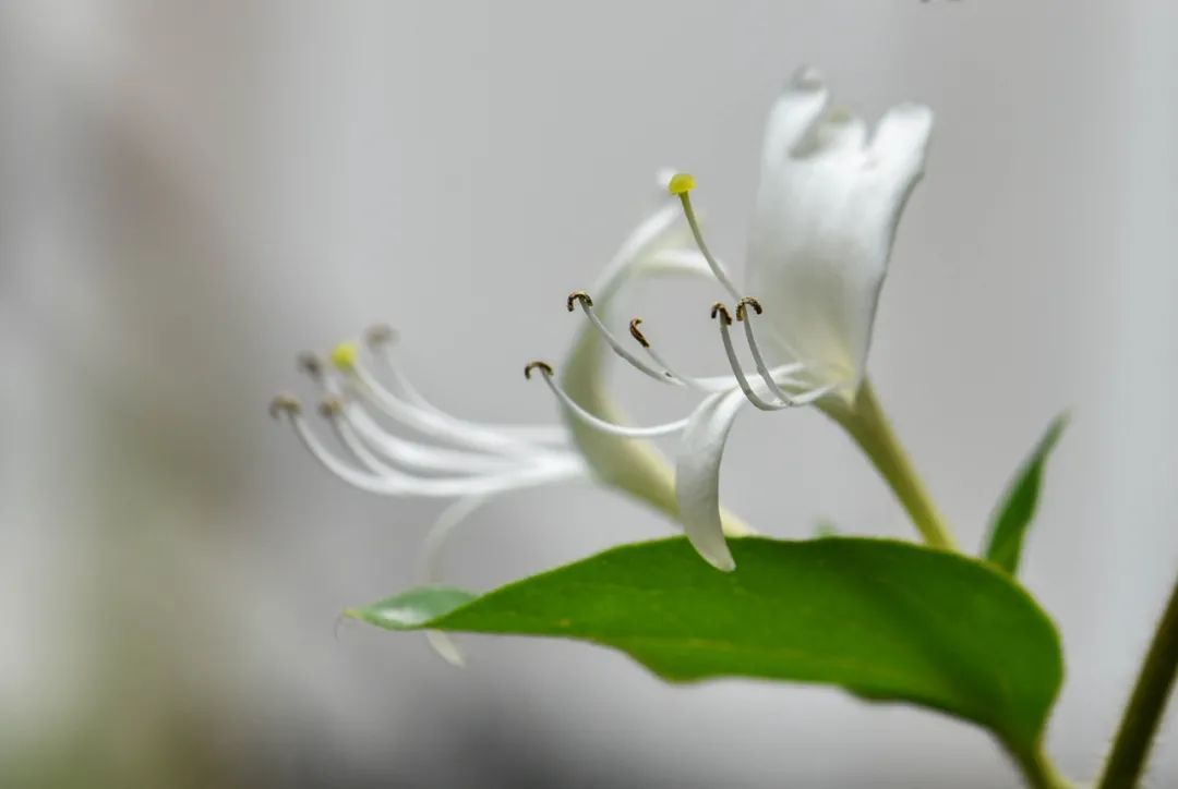 蒲公英|这3种植物可降低血脂，防治手麻、脚抽筋，直接泡水喝，简单方便