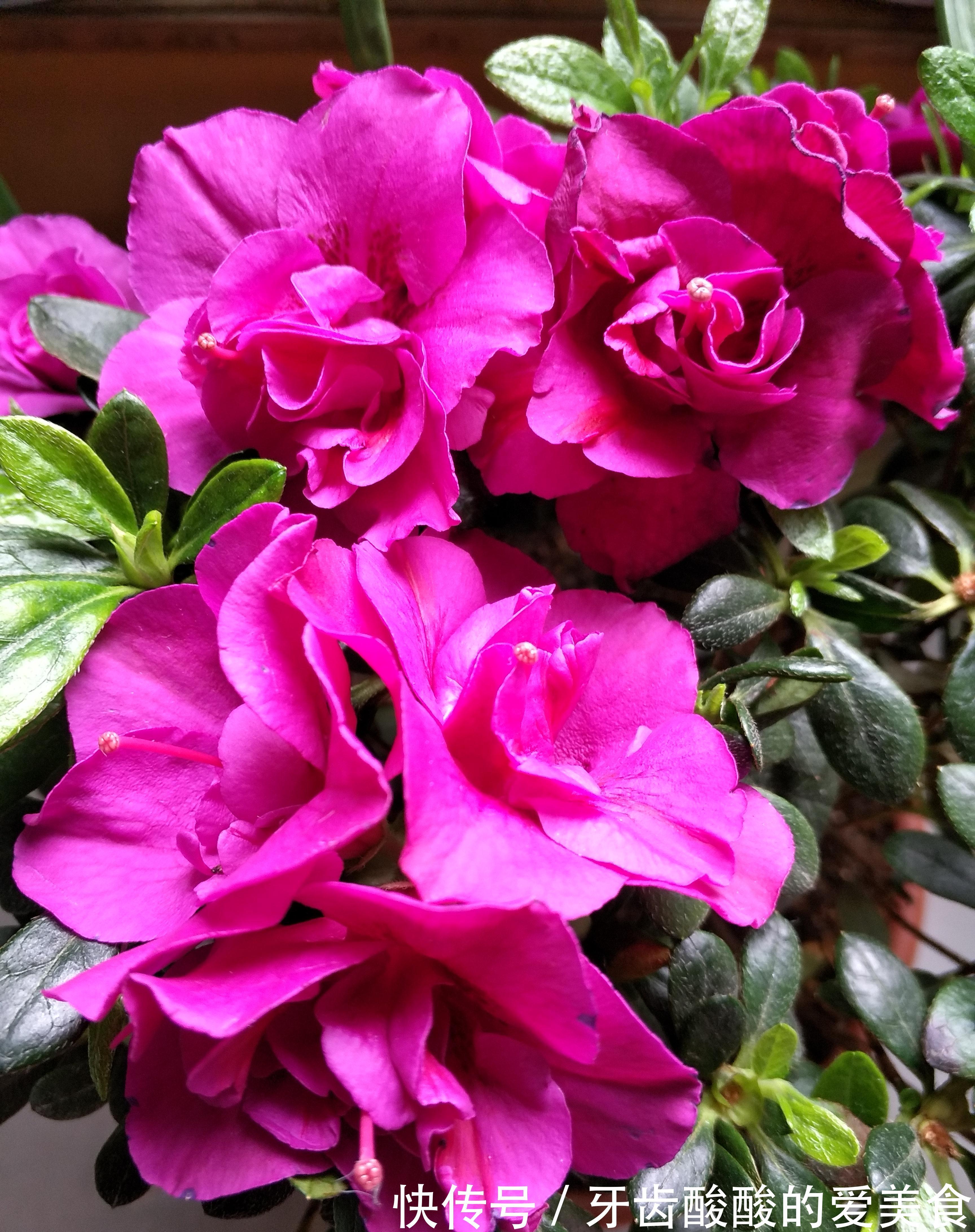 杜鹃花总是养不长久，满足它这三个喜好，叶绿根壮，花开不断