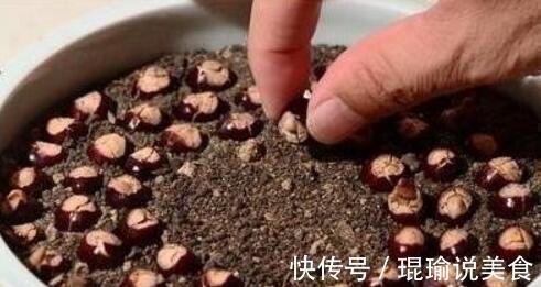 花盆|4种“果核”不要扔,埋土里,5天之后“惊喜”不断,观叶又收果!