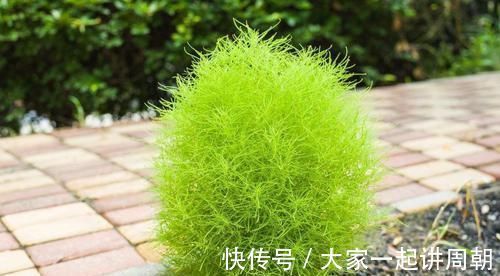 农村|又到了去农村挖野菜的季节,冀南这些常见野菜,你喜欢哪个?