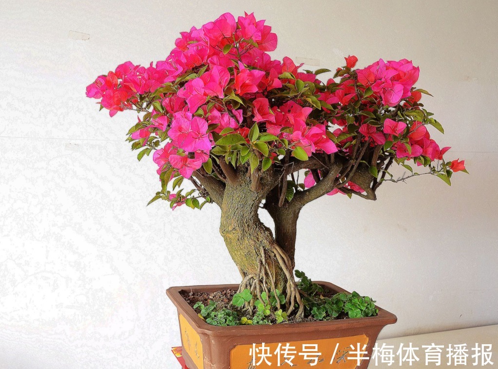 家庭养三角梅，不达到这4个条件，盆栽很难四季开花