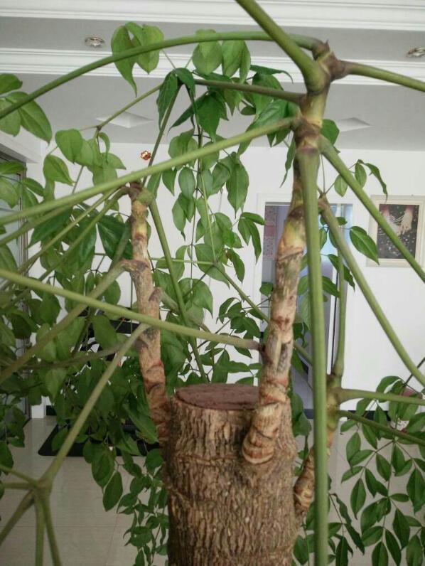 幸福树烂根还有救吗教你3个挽救小妙招,让幸福树“起死回生”