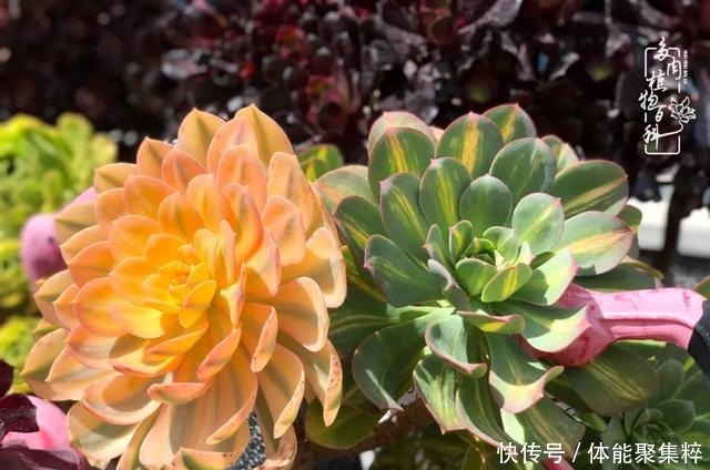 在茜的多肉小院里,花时间种快乐!在茜的多肉小院里,花时间种快乐!