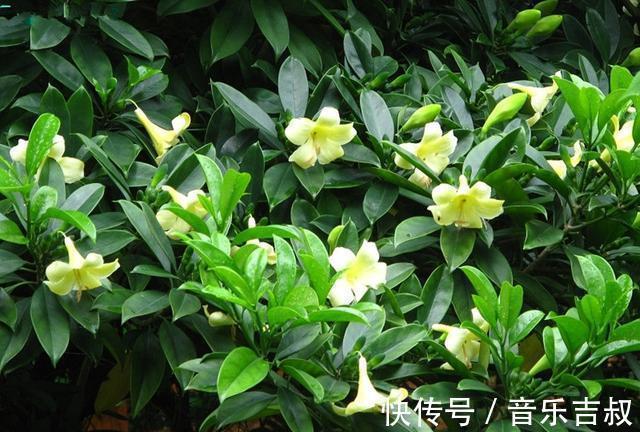 水培|这5种花,漂亮又好养,放卧室客厅都合适,还能净化空气,很实用