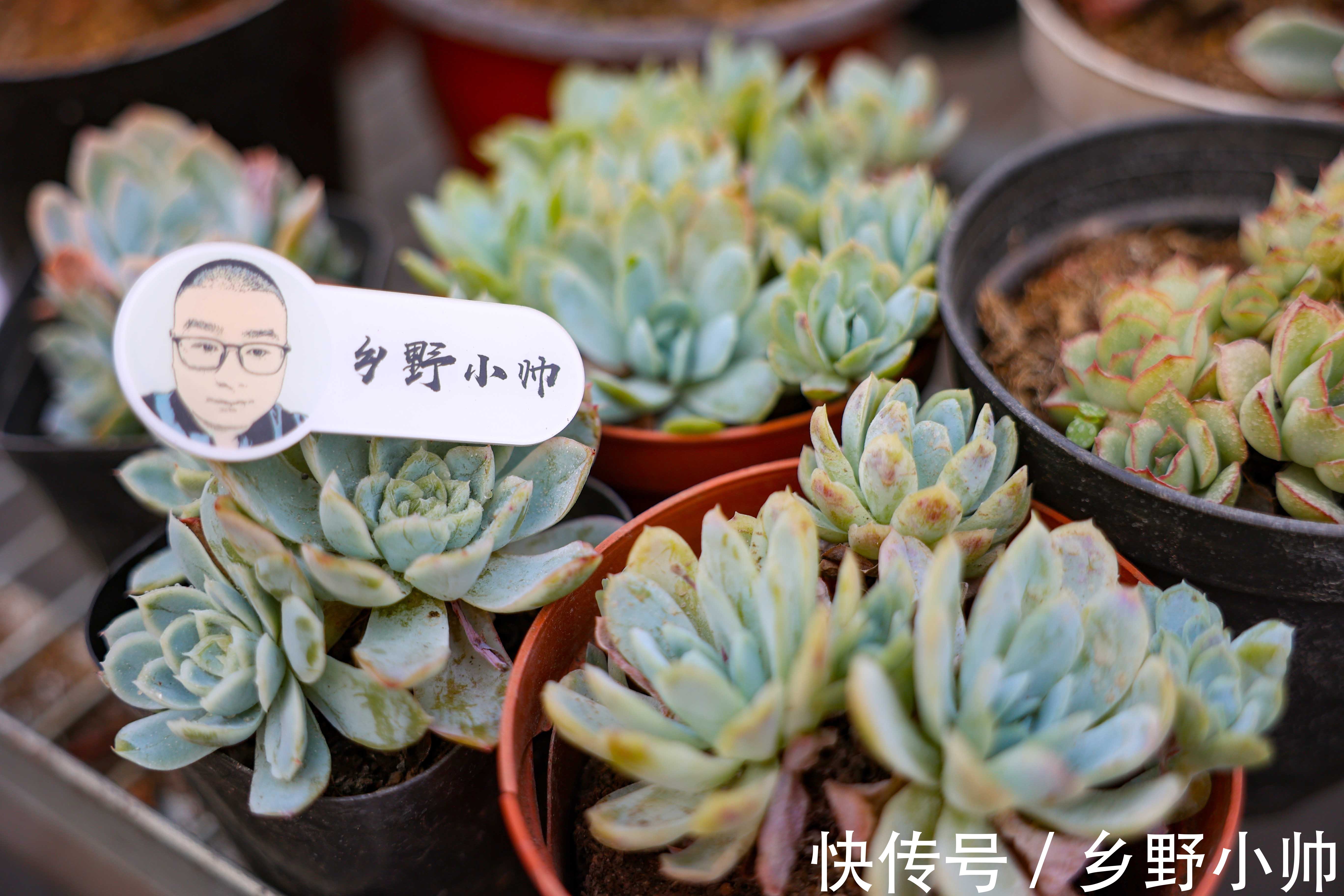 冰梅|适合懒人养的多肉品种,一长一大片,属于真正“野生”品种