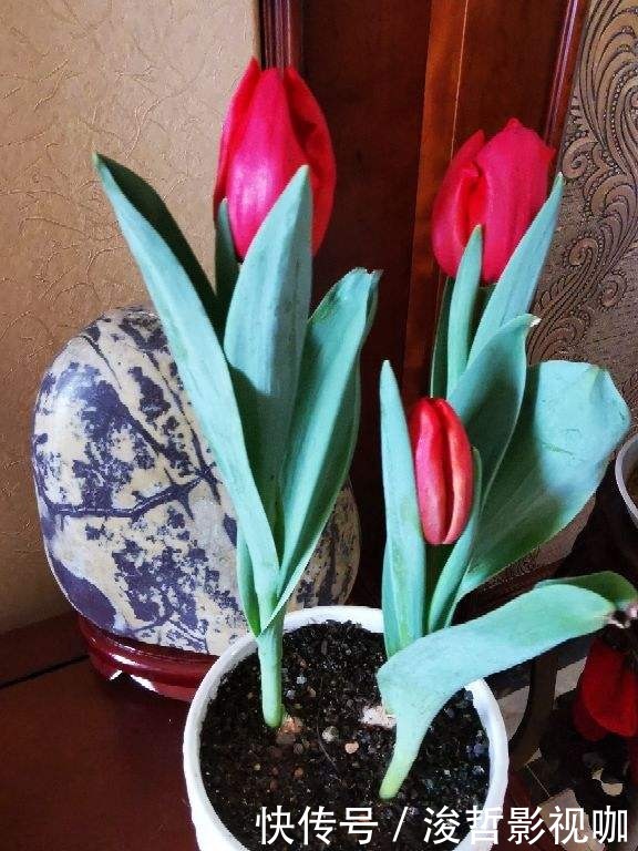 花友们|“5种”有毒花别乱养,换盆要戴手套,小心皮肤红肿