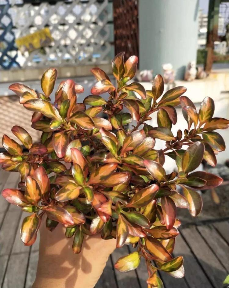 新西兰茜草,叶片会变色,如何养好它呢?