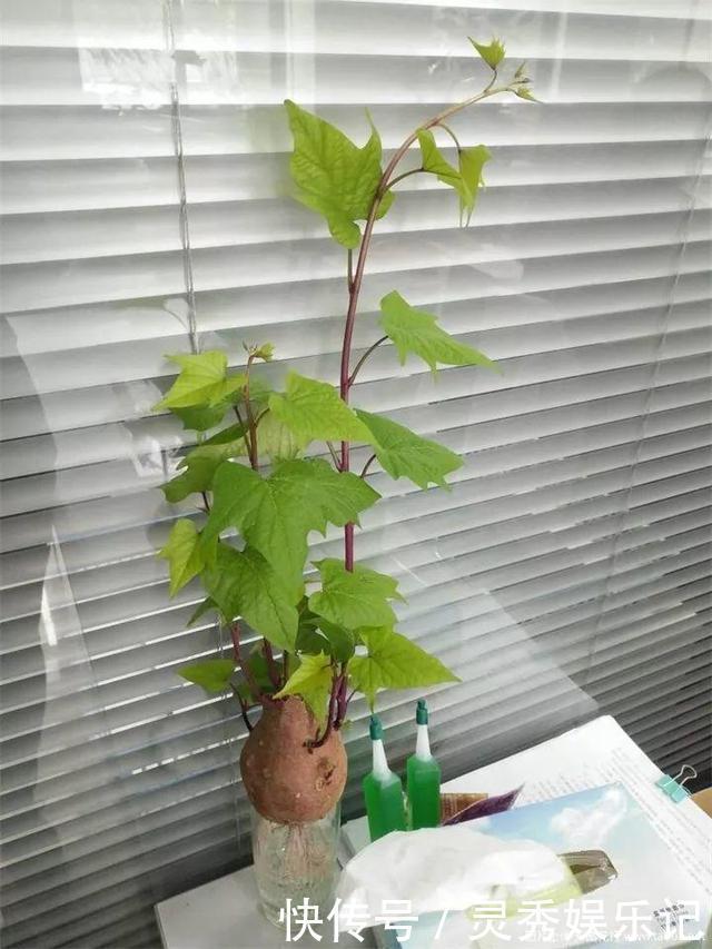 一节山药插水里,疯狂长藤“冒金豆”,赚大了!