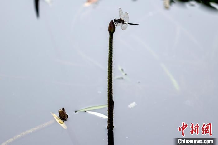 听涛景区|武汉荷花绽放