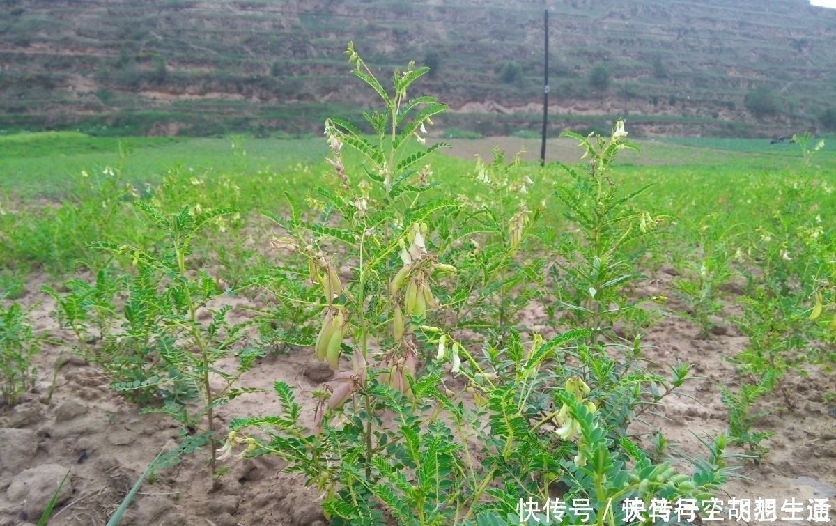 食积|黄芪与鸡内金一起，健脾又消食，家中有老人和小孩者，不妨常备