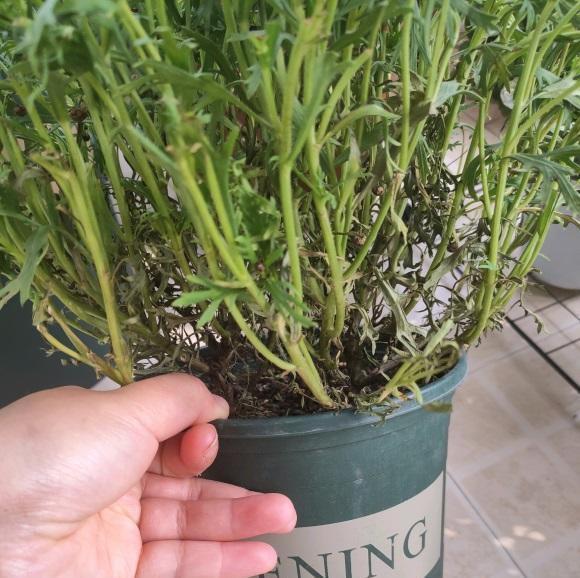 这个季节,适合养玛格丽特,好养价格还便宜,爆花效果很震撼