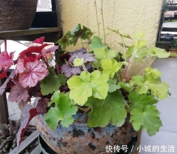 矾根矾根|5种花扔外头,越下雨开得越好,超漂亮!5种花扔外头,越下雨开得越好,超漂亮!