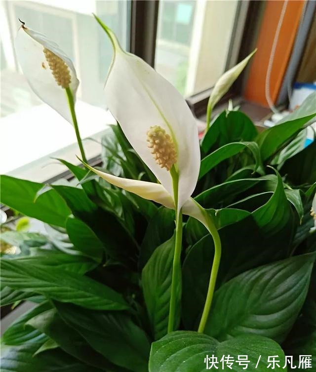 养花技巧快死的花,剪一刀立马活,还能再开花!