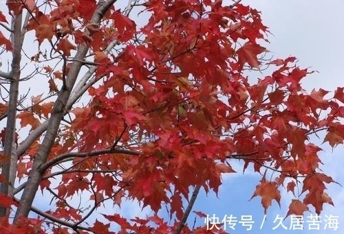 草字&一首描写秋草的七律,全文不见一个草字,却句句赞美其高洁品质