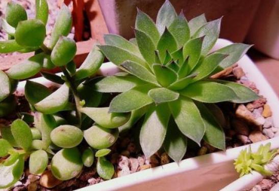 高温天气养观音莲，3个小技巧，侧芽不断长，1个月就爆满盆