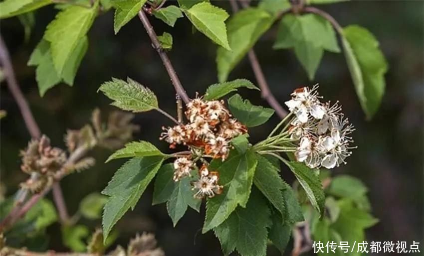 甘孜美食丨美食是冬天里的一份安逸