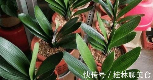 让君子兰“快生根”用上1种“好宝贝”,2周长满狗牙根