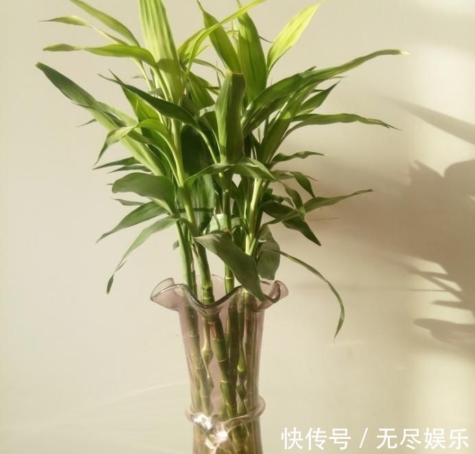 想要把小苗罗汉松,快速打造成“老桩盆景”,要做好这“几点”