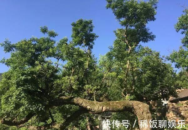 游玩|栾川一小众宝藏景区，人少景美游玩项目众多，景区内瀑布超多