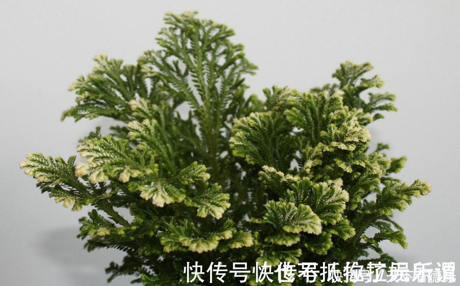 九死还魂草,号称生命力最顽强的植物,观赏价值高,还可做盆景