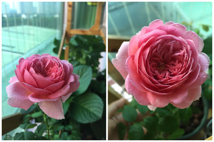 喜欢菊花，不如养盆“精品玫瑰”蜜桃雪山，花开金灿灿，青春阳光