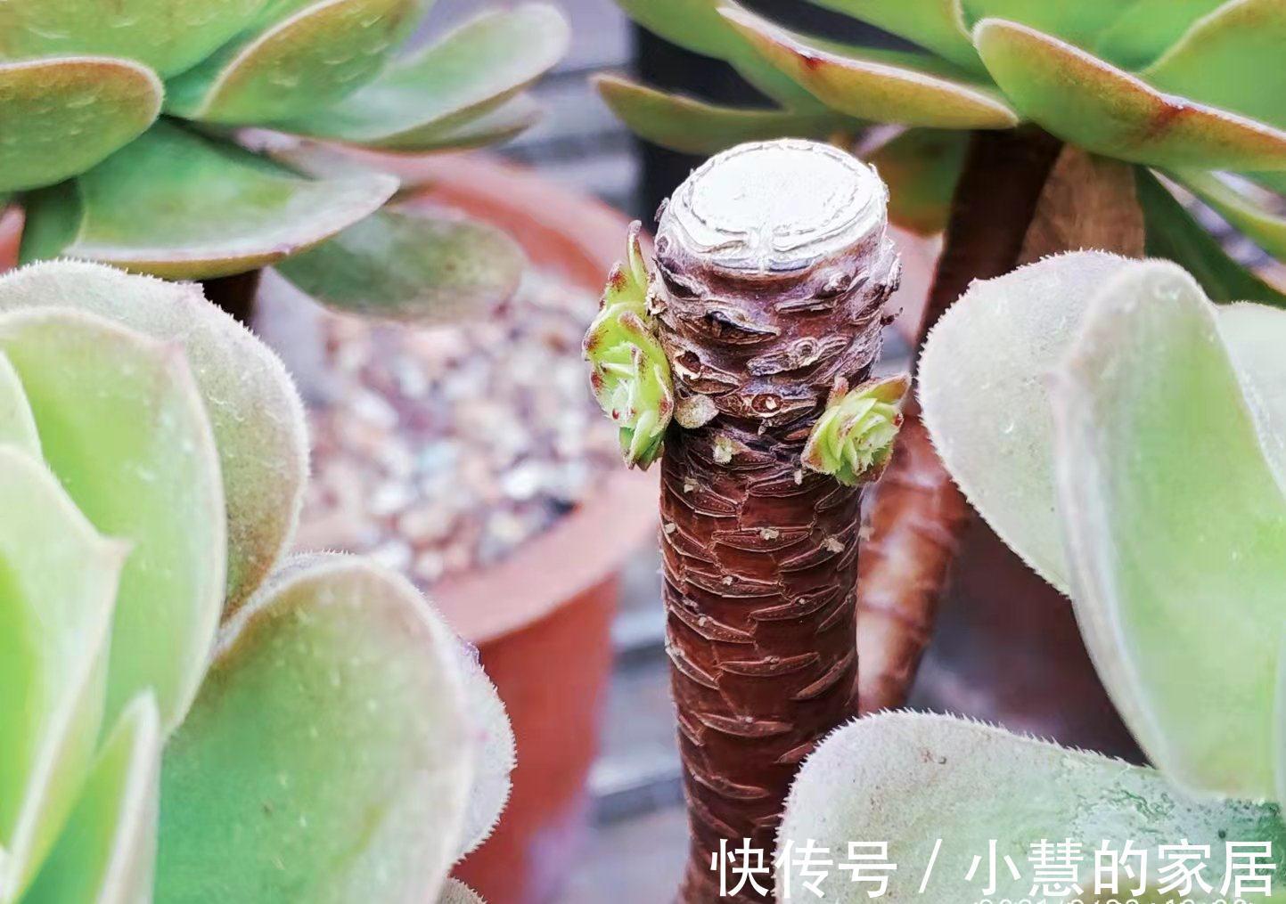 秋天|法师多肉都成功度夏了？来看秋天它们啥时候苏醒，以免阴沟里翻船