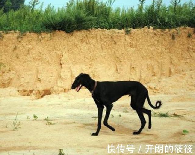 古代|古代没有狂犬疫苗,被狗咬伤咋办有一土方,一千多年前就在用