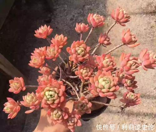 高颜值|5种高颜值多肉,易徒长“穿裙子”,新手花友慎养!