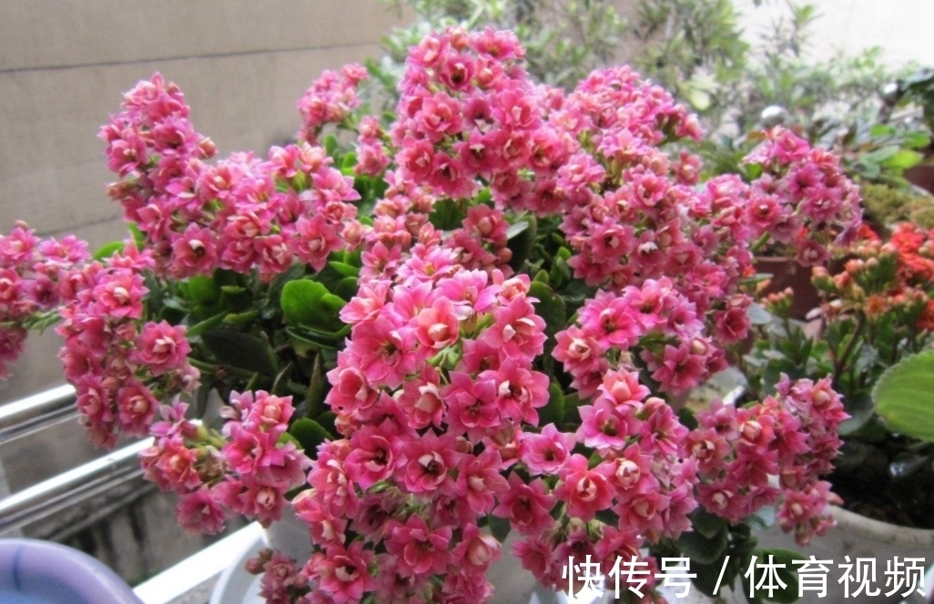 养长寿花不能“懒”,做好4要点,一茬接一茬开不停,尤其是第3点