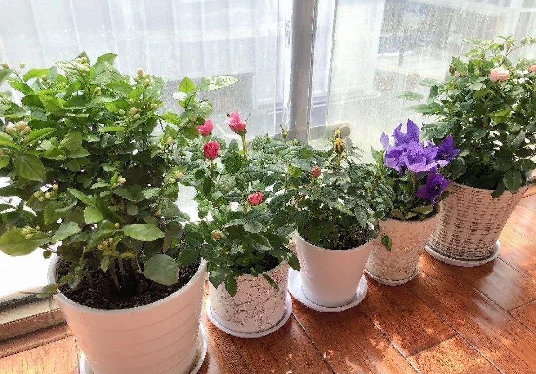 竹芋|11月，千万别买这种花，养不活惹一肚子气