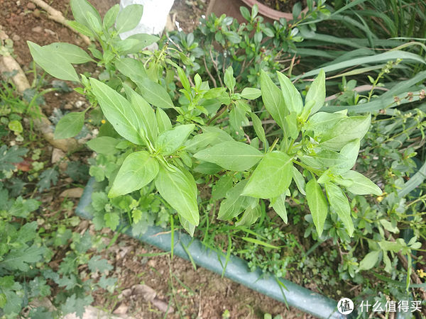 阳台养花系列-介绍几种适合阳台生存（够皮实）香料植物