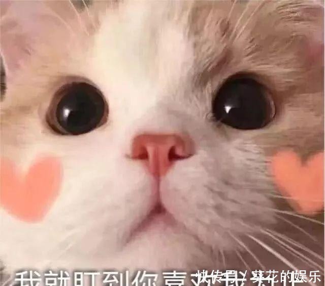 做家务的男人|金晨对“新男友”一见钟情，张继科吃醋发动态，疑似内涵节目组