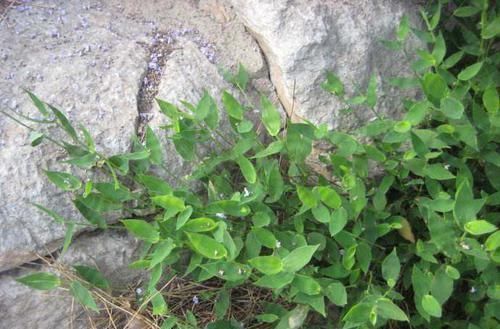 荩草|只有老农民才认识的这种野草,长得像竹叶,如今20元一斤成稀罕